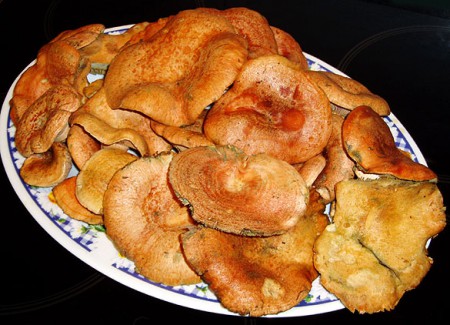 Rovellons